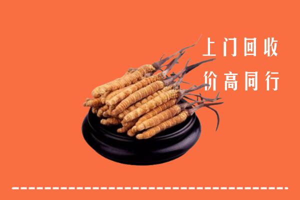 温州鹿城区回收散虫草